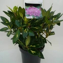 Rhododendron (Rhododendron 'Goldflimmer') -DIRECTPLANT Winkel goldflimmer c5 voor 1