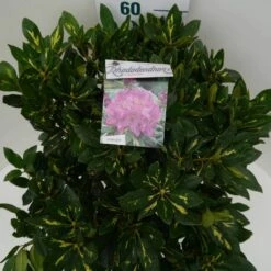Rhododendron (Rhododendron 'Goldflimmer') -DIRECTPLANT Winkel goldflimmer c7.5 boven 1