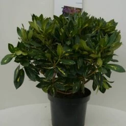 Rhododendron (Rhododendron 'Goldflimmer') -DIRECTPLANT Winkel goldflimmer c7.5 voor 1
