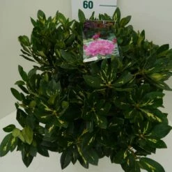 Rhododendron (Rhododendron 'Goldflimmer') -DIRECTPLANT Winkel goldflimmer c7.5 zij