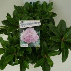 Rhododendron (Rhododendron 'Gomer Waterer') -DIRECTPLANT Winkel gomer waterer c7.5 boven 1