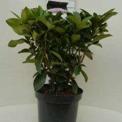 Rhododendron (Rhododendron 'Gomer Waterer') -DIRECTPLANT Winkel gomer waterer c7.5 voor