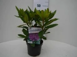 Rhododendron (Rhododendron Catawbiense 'Grandiflorum') -DIRECTPLANT Winkel grandiflorum c2 voor