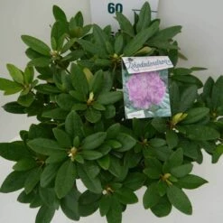 Rhododendron (Rhododendron Catawbiense 'Grandiflorum') -DIRECTPLANT Winkel grandiflorum c7.5 boven