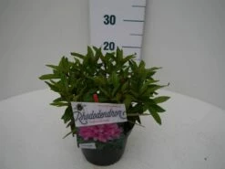 Rhododendron (Rhododendron 'Graziella') -DIRECTPLANT Winkel graziella c2 zij 1