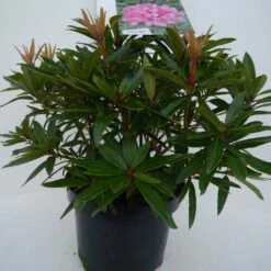 Rhododendron (Rhododendron 'Graziella') -DIRECTPLANT Winkel graziella c5 voor 1