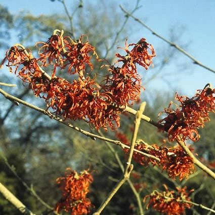Toverhazelaar (Hamamelis Intermedia 'Diane') 4 Toverhazelaar (Hamamelis Intermedia 'Diane') - Afbeelding 2