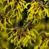 Toverhazelaar (Hamamelis Intermedia 'Arnold Promise') -DIRECTPLANT Winkel hamamelis arnold promise 1