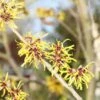 Toverhazelaar (Hamamelis Mollis 'Pallida') -DIRECTPLANT Winkel hamamelis mollis pallida 2