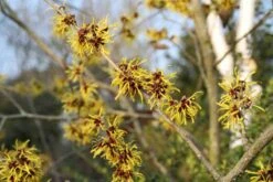 Toverhazelaar (Hamamelis Mollis 'Pallida') -DIRECTPLANT Winkel hamamelis mollis pallida 3