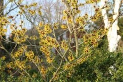 Toverhazelaar (Hamamelis Mollis 'Pallida') -DIRECTPLANT Winkel hamamelis mollis pallida 6