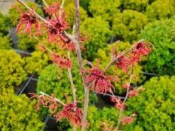 Toverhazelaar (Hamamelis Intermedia 'Ruby Glow') -DIRECTPLANT Winkel hamamelisrubyglow02a