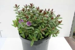 Hebe (Hebe Franciscana 'Blue Gem')