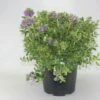Hebe (Hebe Franciscana) -DIRECTPLANT Winkel hebe franciscana c10 1
