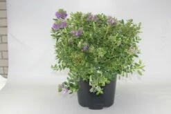 Hebe (Hebe Franciscana)