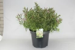 Hebe (Hebe 'Great Orme') 7 Hebe (Hebe 'Great Orme') -DIRECTPLANT Winkel hebe great orme c10 2