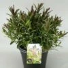 Hebe (Hebe 'Great Orme') -DIRECTPLANT Winkel hebe great orme c5