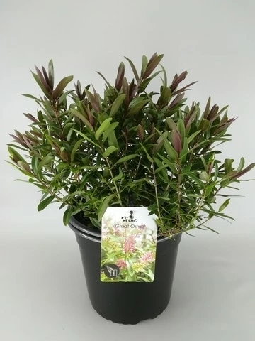 Hebe (Hebe 'Great Orme') 3 Hebe (Hebe 'Great Orme')