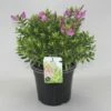 Hebe (Hebe ‘Mette’) -DIRECTPLANT Winkel hebe mette c5