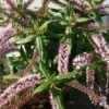 Hebe (Hebe ‘Midsummer Beauty’) -DIRECTPLANT Winkel hebe midsummer beauty