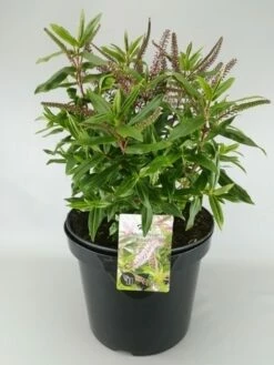 Hebe (Hebe ‘Midsummer Beauty’) -DIRECTPLANT Winkel hebe midsummer beauty c10 1