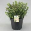Hebe (Hebe 'Nicola's Blush') -DIRECTPLANT Winkel hebe nicola s blush c10