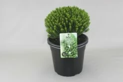 Hebe (Hebe Odora ‘Nana’)