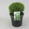 Hebe (Hebe Odora ‘Nana’) -DIRECTPLANT Winkel hebe odora nana c5