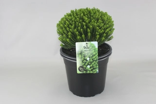 Hebe (Hebe Odora ‘Nana’) 3 Hebe (Hebe Odora ‘Nana’)