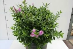 Hebe (Hebe 'Oratia Beauty') -DIRECTPLANT Winkel hebe oratia beauty 1