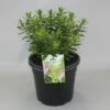 Hebe (Hebe 'Oratia Beauty') 2 Hebe (Hebe 'Oratia Beauty') -DIRECTPLANT Winkel hebe oratia beauty c5 1