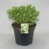 Dwerg Hebe (Hebe 'Rakaiensis') -DIRECTPLANT Winkel hebe rakaiensis c10 1