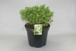 Dwerg Hebe (Hebe 'Rakaiensis')