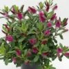 Hebe (Hebe 'Wiri Charm') -DIRECTPLANT Winkel hebe wiri charm 1