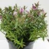 Hebe (Hebe 'Wiri Joy') -DIRECTPLANT Winkel hebe wiri joy