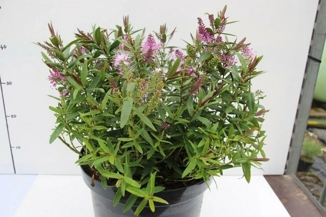 Hebe (Hebe 'Wiri Joy') 3 Hebe (Hebe 'Wiri Joy')