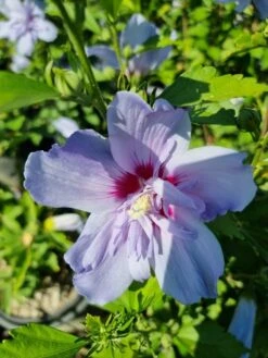 Altheastruik (Hibiscus Syriacus 'Blue Chiffon') -DIRECTPLANT Winkel hibiscis blue chiffon 1