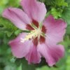 Altheastruik Op Stam (Hibiscus Syriacus 'Woodbridge') -DIRECTPLANT Winkel hibiscus woodbridgev01 1