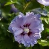 Altheastruik (Hibiscus Syriacus 'Blue Chiffon') -DIRECTPLANT Winkel hibiscus blue chiffon 1