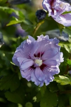 Altheastruik (Hibiscus Syriacus 'Blue Chiffon')