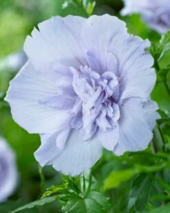 Altheastruik (Hibiscus Syriacus 'Blue Chiffon') -DIRECTPLANT Winkel hibiscus blue chiffon 2 1