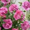 Altheastruik (Hibiscus Syriacus 'Magenta Chiffon') -DIRECTPLANT Winkel hibiscus magenta chiffon 1