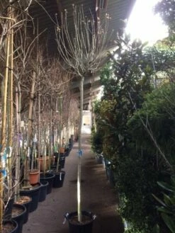 Altheastruik Als Boom (Hibiscus Syriacus 'Oiseau Blue') -DIRECTPLANT Winkel hibiscus oiseau blue 1214 2 1