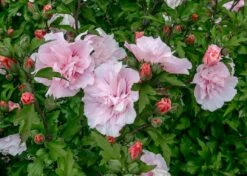 Altheastruik (Hibiscus Syriacus 'Pink Chiffon') -DIRECTPLANT Winkel hibiscus pink chiffon 1