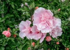 Altheastruik (Hibiscus Syriacus 'Pink Chiffon') -DIRECTPLANT Winkel hibiscus pink chiffon 2