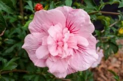 Altheastruik (Hibiscus Syriacus 'Pink Chiffon') -DIRECTPLANT Winkel hibiscus pink chiffon 7 1