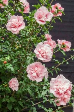 Altheastruik (Hibiscus Syriacus 'Pink Chiffon') -DIRECTPLANT Winkel hibiscus pink chiffon 9