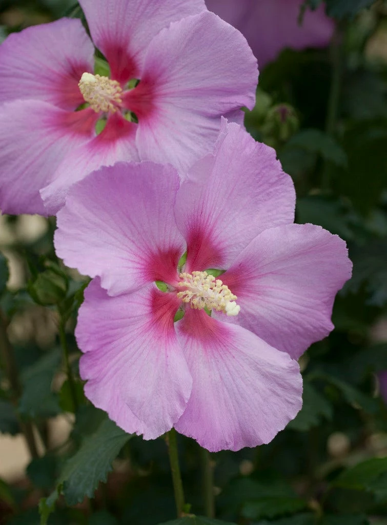 Altheastruik (Hibiscus Syriacus 'Rose Moon') 3 Altheastruik (Hibiscus Syriacus 'Rose Moon')