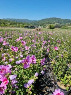 Altheastruik (Hibiscus Syriacus 'Rose Moon') -DIRECTPLANT Winkel hibiscus rose moon 4 1