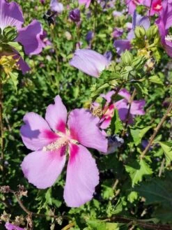 Altheastruik (Hibiscus Syriacus 'Rose Moon') -DIRECTPLANT Winkel hibiscus rose moon 5 1
